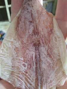 Cách bảo quản mực khô được lâu nhất 3 Cach Bao Quan Muc Kho (2)